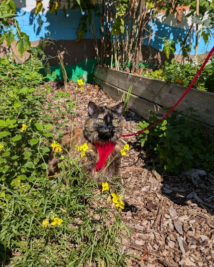 Photo of a longhaired tortoiseshell cat sitting in a garden on a leash