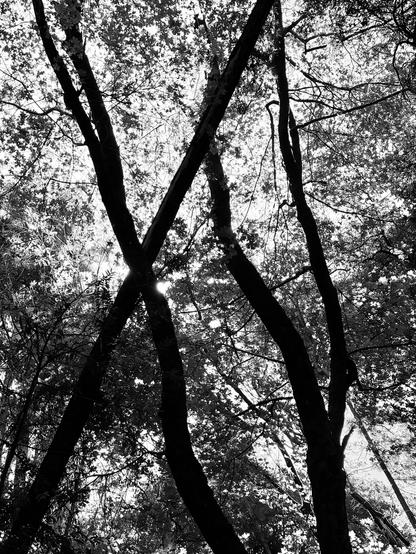 3 trees in a the woods. the position of their trunks and branches make it look like the letters X Y