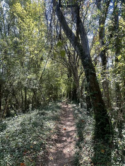 A dirt path winding through a lush, green forest, surrounded by tall trees and underbrush. The scene is illuminated by sunlight filtering through the leaves, creating a serene and natural atmosphere.