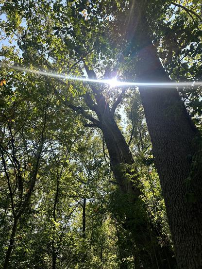 A sunbeam shines through dense green foliage, highlighting the trunks of tall trees in a forest setting. Bright sunlight contrasts with the shadows created by the leaves above.