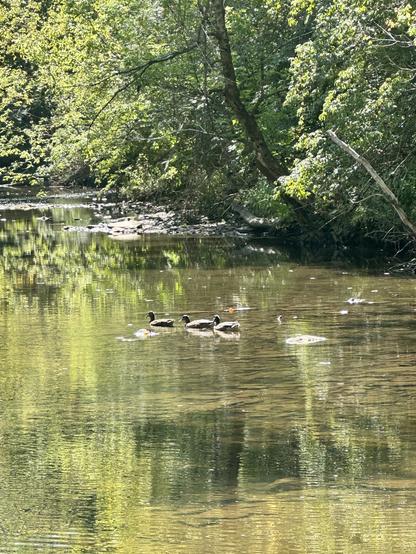 A serene water scene featuring a small group of ducks swimming in a calm river, surrounded by lush greenery and dappled sunlight.
