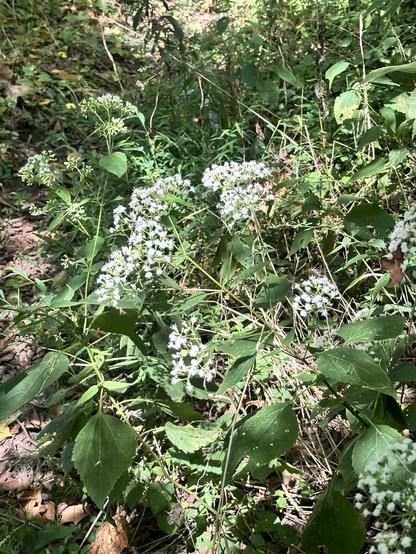 A cluster of small white flowers surrounded by green leaves and plants in a natural setting, with dappled sunlight filtering through.