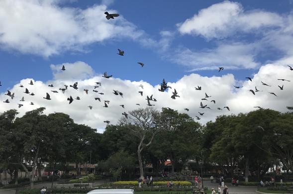 Birds fly over a courtyard in Antigua, Guatemala