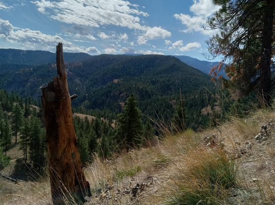 photo of mountain range from up on a ridge with a tree stump in the bottom left, dry grass at foot, and cloudy skies above