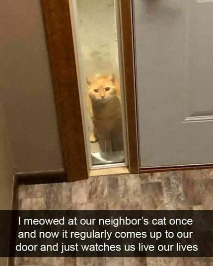 An orange cat peeps into the foyer from a slender narrow window parallel to the door frame, the cat is very bold looking, captioned meowed at our neighbor's cat once and now it regularly comes up to our door and just watches us live our lives