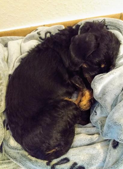 A small black and red rough-haired dachshund curled up like an embryo on a light grey blanket.

Deutsch:
Ein kleiner schwarz roter Rauhhaardackel, der sich auf einer hellgrauem Decke wie ein Embryo eingerollt hat.
