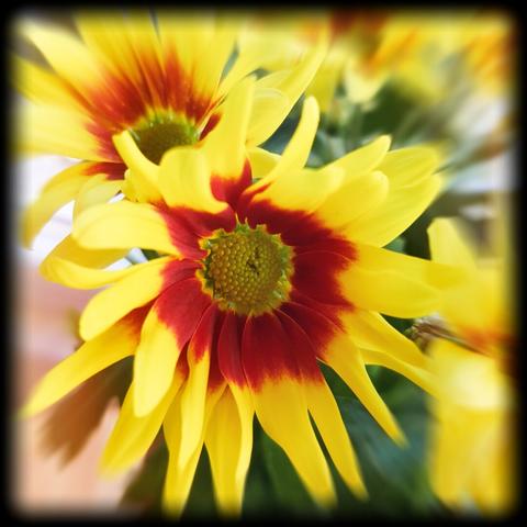 A close-up of a vibrant flower with yellow petals that have red streaks extending from the center towards the edges. The center of the flower is a prominent greenish-brown. The background is blurred but hints at green foliage and more flowers.