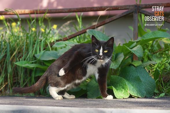 Tuxedo cat stands in a strange pose, holding its paw along its body
