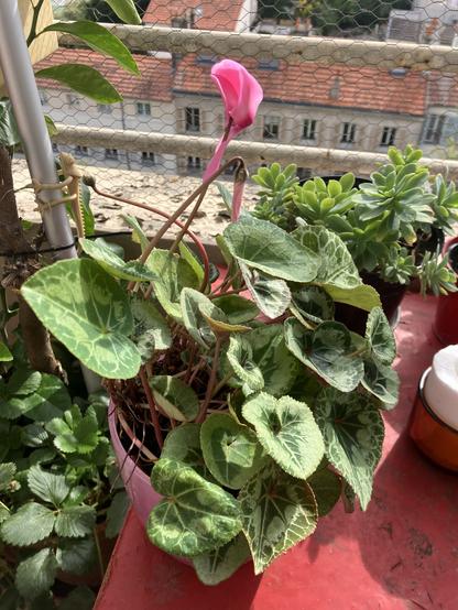 Pot de fleurs sur une table de balcon. Les feuilles sont très fournies et on voit une ou deux fleurs roses.