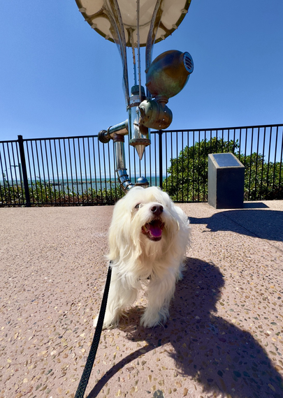 Rocket stands in front of the scientific device used for ocean visualisation a century or so ago with Moreton Bay in the background.