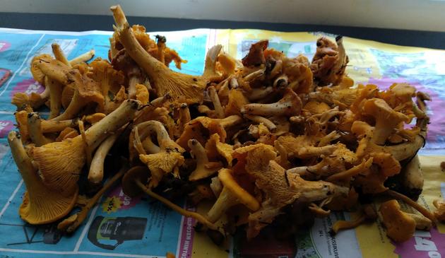 Pöydällä paperin päällä on isokasa kanttarelleja, seassaan joitain suppilovahveroita.