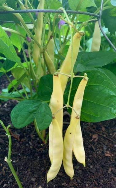 Yellow beans growing & several ready to harvest.