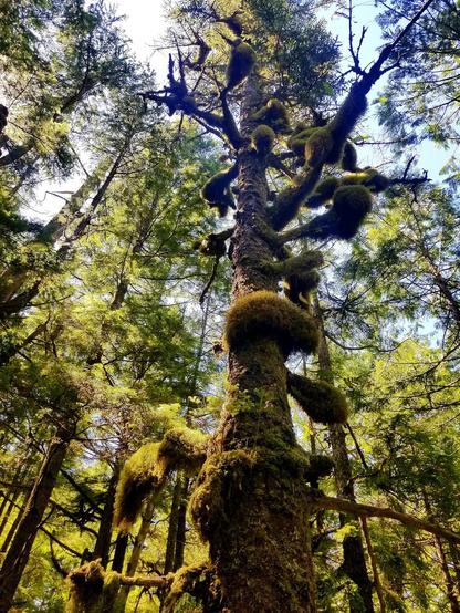 Moss covered burls on old maple tree in a coastal temperate rainforest. In a mossy maple trees grove.