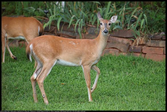 White-tailed Deer (Odocoileus virginianus) were near our house in Norman, Oklahoma, United States on July 12, 2024. A doe was stomping her hoof to warn of the ferocious domestic cat who had followed me out of the door.