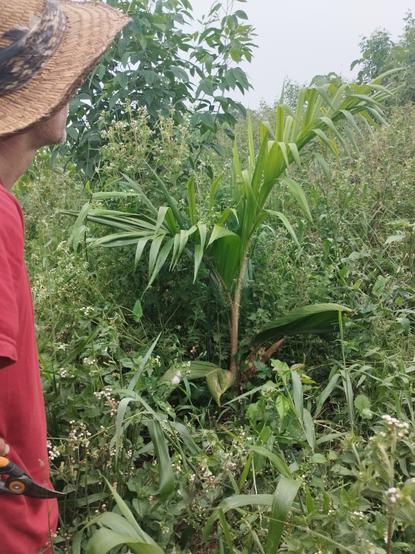 Michael looks away from the camera over a planting area. In the immediate frame of the shot you can see a chonta dura palm, a coffee plant, and a pigeon pea bush among what looks like thick weeds.