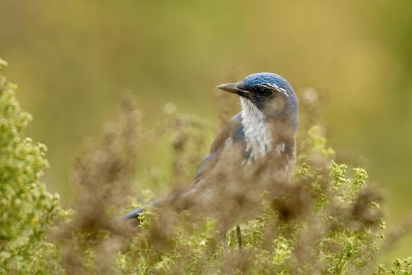 A close-up of a California scrub jay perched among green foliage. The bird has vibrant blue feathers on its head and a lighter, speckled body.