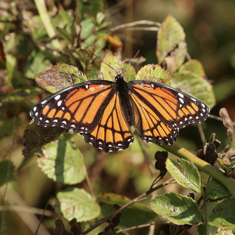 A Viceroy butterfly, with black-veined orange wings with white markings at the edges, perched on green leaves.