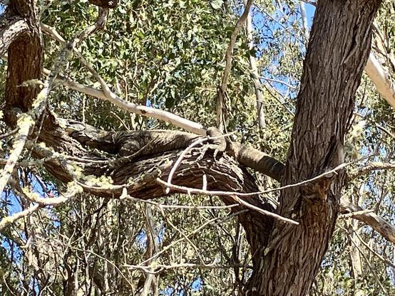 A lace monitor sitting on a branch in a dead tree.