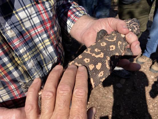A large gila monster, a type of lizard with hard round bumps on the skin that look like intricate beadwork, being held firmly while I reach out my hand to feel the texture. The beaded skin has pale orange, irregular patches in a dark background.