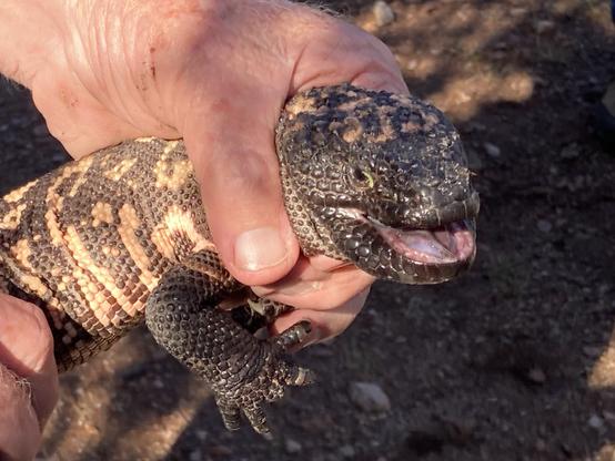 A gila monster being held with two hands firmly behind the head and by the hindquarters. It is a large lizard with a beaded appearance to its skin. The color pattern is pale orange, irregular spots on a dark brown background. It has its mouth open in a threatening manner.