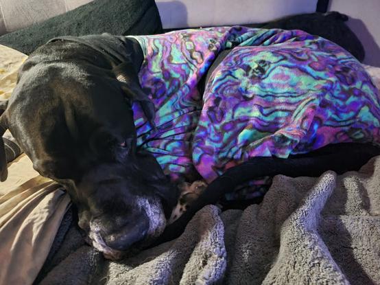 Murdock the black Great Dane curled up in bed sleeping while wearing his black, purple and green oil slick print jammies to keep him warm