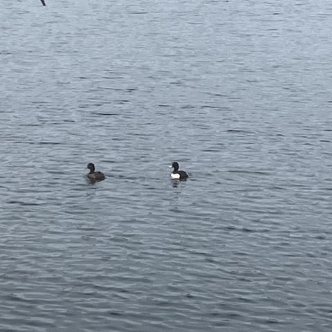 a pair of tufted ducks, one male on female, swimming about on a lake.