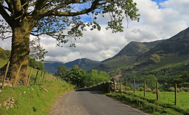 A large tree standing guard over a narrow country lane near Buttermere in the English Lake District. Distant mountains under fluffy white clouds with patches of blue sky.