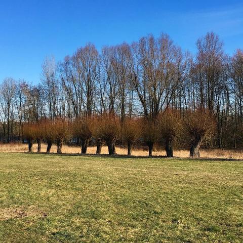 Kopfweiden am Windmühlenbruch in Lobberich #Nettetal #Viersen #niederrhein #nrw #nordrheinwestfalen #deutschland #germany #see #lake #travel