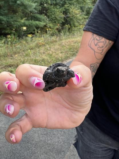 Photograph of a tiny baby snapping turtle. The turtle is facing the camera and being held by a person with bright pink fingernails.