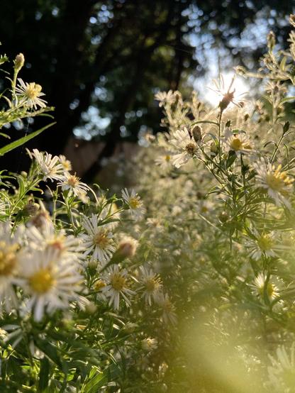 White panicle asters backlit by the morning sun. Lots of small flowers with white petals and yellow centers. A piece of vegetation close to the camera creates a blur of green bokeh in the lower right of the frame