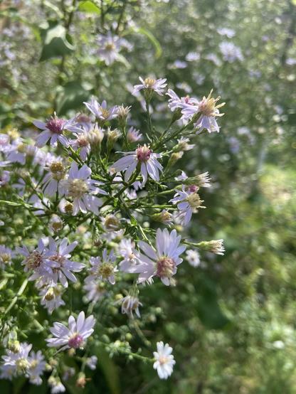 Common blue wood asters in the gentle morning sun. The petals are very pale blue, almost white. Some have yellow centers and some have pink centers