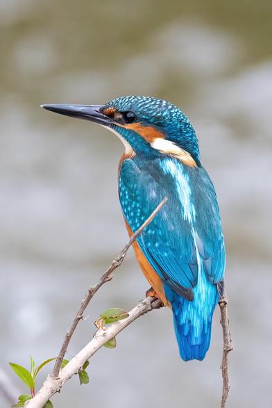 Eisvogel auf einem Ast