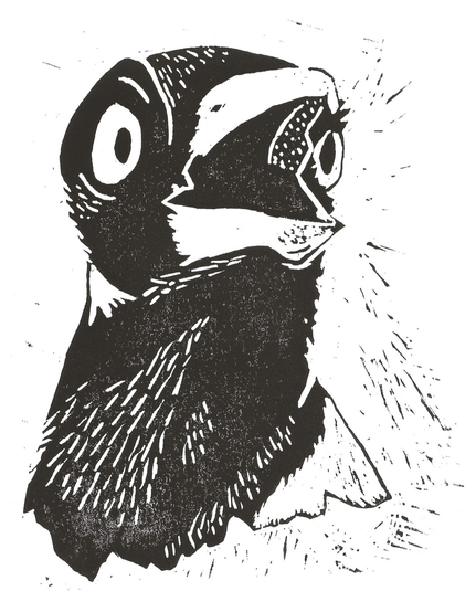 A black and white bust linocut print of an angry Australian magpie.