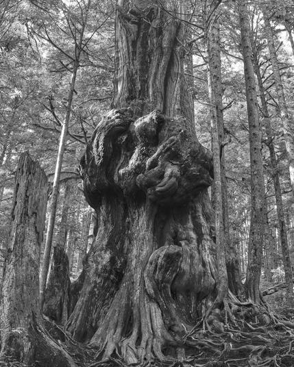 This is a black and white image of an ancient cedar tree at Upper Avatar Grove near Vancouver Island's west coast. The tree has a huge burl completely surrounding the tree, as well as a couple of smaller burls, earning it the moniker of the world's gnarliest tree.