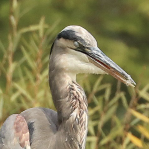 The head and neck of a Great Blue Heron, showing white throat, steel-grey and reddish tints, and orange on the lower beak. An opaque white membrane covers the eyeball. Green leaves are in the background.