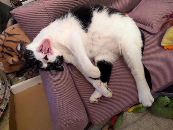 Jade, a young adult female black and white shorthair cat, relaxing on a cat sofa; her head is inverted and she's yawning.