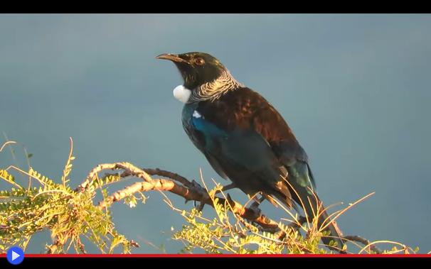 Uccello passeriforme elegante sopra un ramo, dal becco curvo verso il basso ed una striscia bianca ornata da una coppia di piume sporgenti nel sottogola.