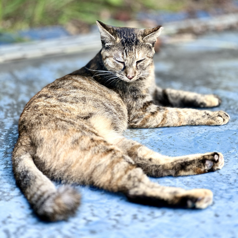 The images show a tabby cat lounging on a blue surface, likely pavement or concrete. The cat appears relaxed, with its eyes partially closed, basking in the calmness of the outdoor setting. Its body is stretched out comfortably, indicating a peaceful, restful moment. The background includes some greenery, adding a natural touch to the serene environment. The cat looks content, enjoying the warmth and tranquility of the space.
