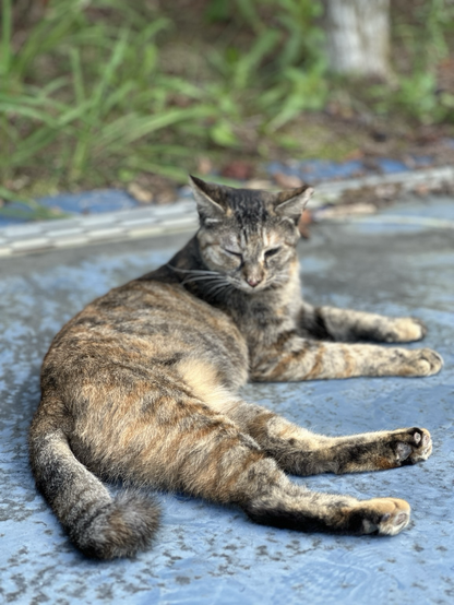 The images show a tabby cat lounging on a blue surface, likely pavement or concrete. The cat appears relaxed, with its eyes partially closed, basking in the calmness of the outdoor setting. Its body is stretched out comfortably, indicating a peaceful, restful moment. The background includes some greenery, adding a natural touch to the serene environment. The cat looks content, enjoying the warmth and tranquility of the space.