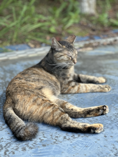 The images show a tabby cat lounging on a blue surface, likely pavement or concrete. The cat appears relaxed, with its eyes partially closed, basking in the calmness of the outdoor setting. Its body is stretched out comfortably, indicating a peaceful, restful moment. The background includes some greenery, adding a natural touch to the serene environment. The cat looks content, enjoying the warmth and tranquility of the space.