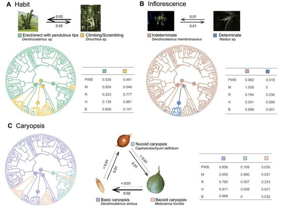 The number of transitions per million years (transition rates) of Habit (A), Inflorescence (B) and Caryopsis (C) were from All Rates Different (ARD) model. The probability of ancestral traits calculated from BayesTraits are also marked at the ancestor node of the PWB, Melocanninae (M), Racemobambosinae s.l. (R), Hickeliinae (H) and Bambusinae s.l. (B); the corresponding values are displayed in the table. Photo by Jing-Xia Liu and Zu-Chang Xu, bacoid caryopsis from Jun-Yi Shi.