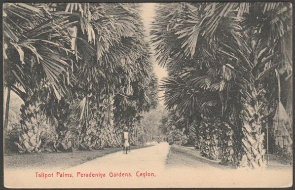 Printed monochrome postcard with red lettering showing a view of the Talipot Palms at Peradeniya Gardens near Kandy in Ceylon.
Published by Plâté & Co, Ceylon, not numbered, c.1910.
Postally unused.
Good condition, with slight corner bumps and small light bend to right edge.