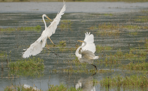 Une grande aigrette en vol qui se rapproche d'un congénère à l’attitude farouche

A great egret in flight, approaching a fierce fellow egret.