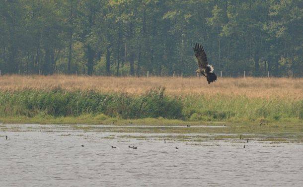 Un pygargue à queue blanche qui vire au dessus de l'eau d'un étang

A white-tailed eagle flying and turning over a pond