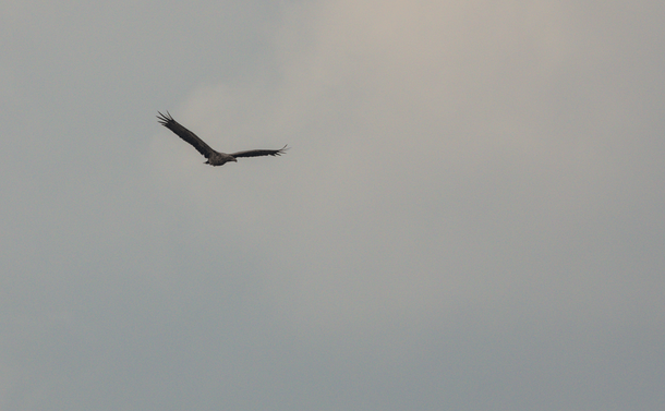 Un pygargue à queue blanche en vol

A flying white-tailed eagle