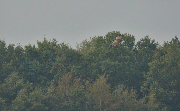 Un pygargue à queue blanche en vol au dessus d'arbres

A white-tailed eagle flying over trees
