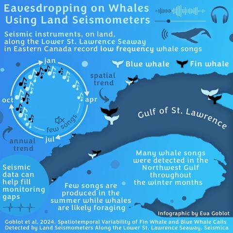 A cartoon presenting the principal results of a study using land-based seismometers to detect Fin and Blue whale calls in the Gulf of St. Lawrence. Whales are present year-round. Study published in Seismica, lead author Eva Goblot.