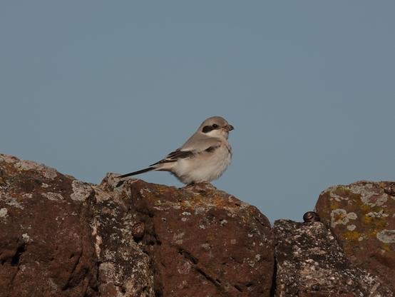 Steppe (Great) Grey Shrike (Lanius excubitor pallidirostris)
LC Least Concern