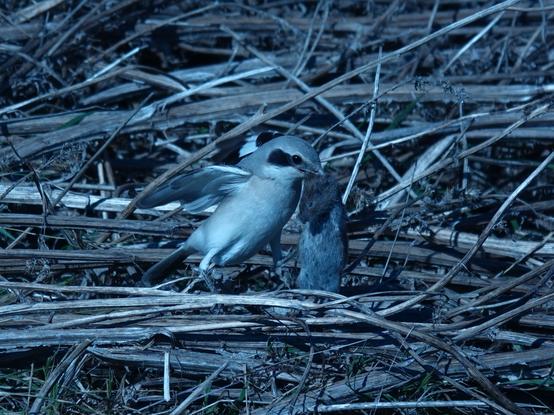 Steppe (Great) Grey Shrike (Lanius excubitor pallidirostris)
LC Least Concern