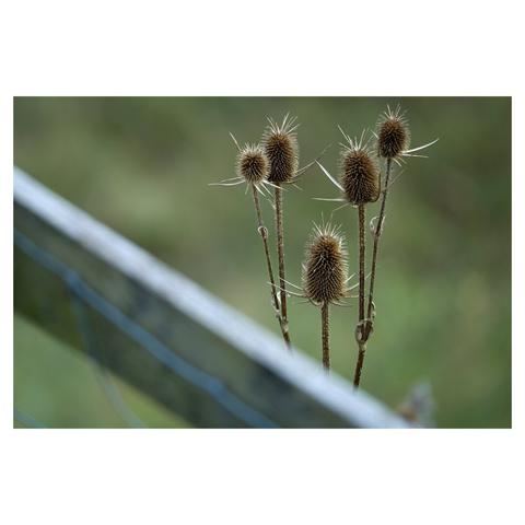 Five dried teasel flower heads in front of a blurred green background. A blurred wooden board is crossing the frame in the lower left foreground.